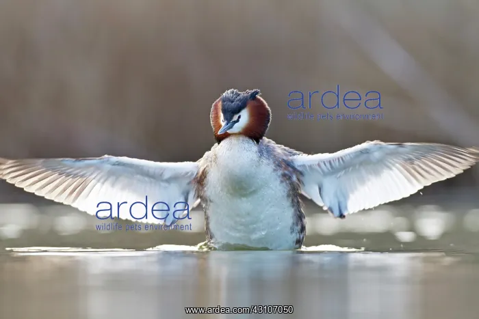 : Great Crested Grebe : Great Crested Grebe