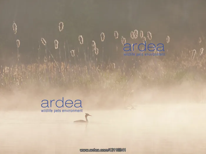 : Great Crested Grebe : Great Crested Grebe