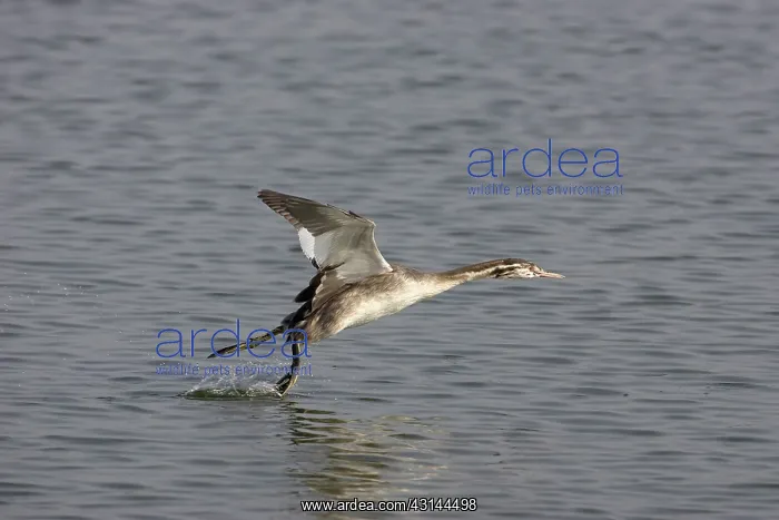 : Great Crested Grebe : Great Crested Grebe