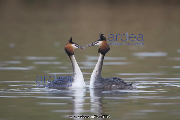 : Great Crested Grebe : Great Crested Grebe
