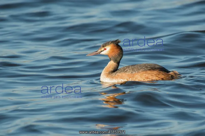: Great Crested Grebe : Great Crested Grebe