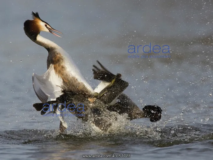 : Great Crested Grebe : Great Crested Grebe