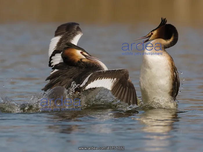 : Great Crested Grebe : Great Crested Grebe