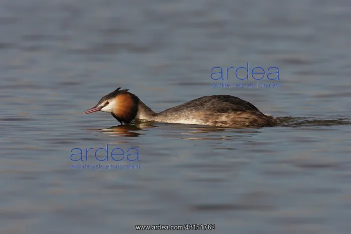 : Great Crested Grebe : Great Crested Grebe