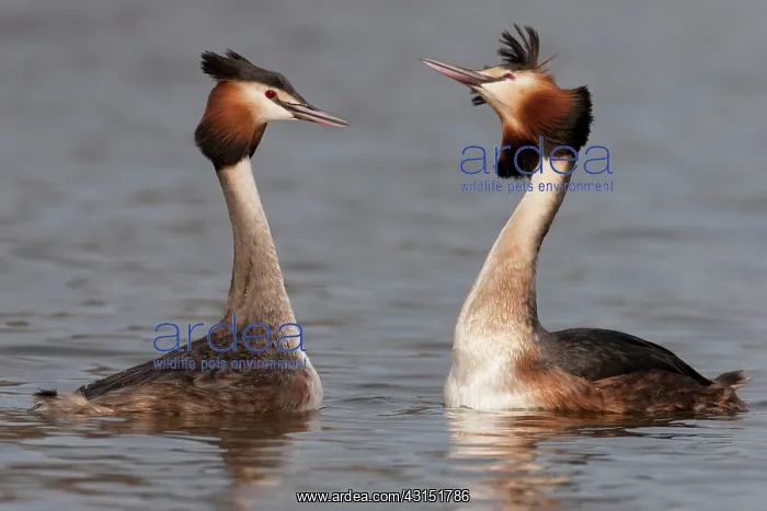 : Great Crested Grebe : Great Crested Grebe