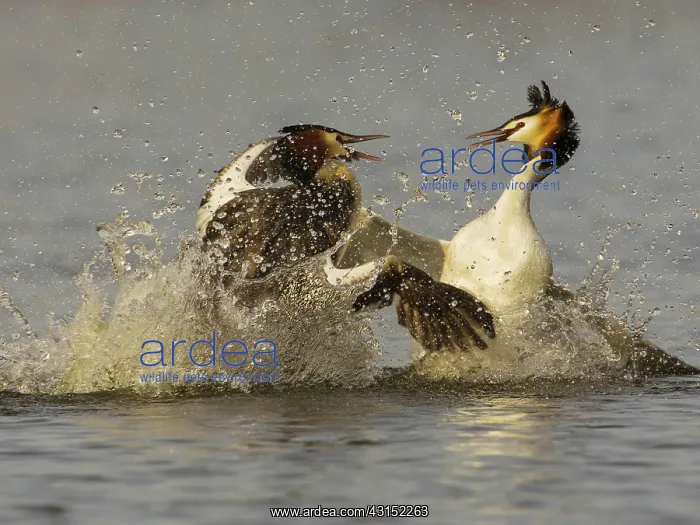: Great Crested Grebe : Great Crested Grebe