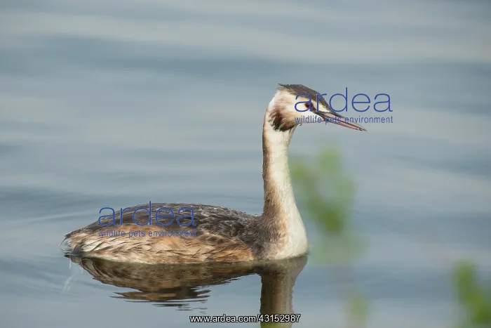 : Great Crested Grebe : Great Crested Grebe