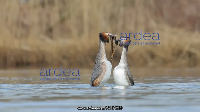 : Great Crested Grebe : Great Crested Grebe