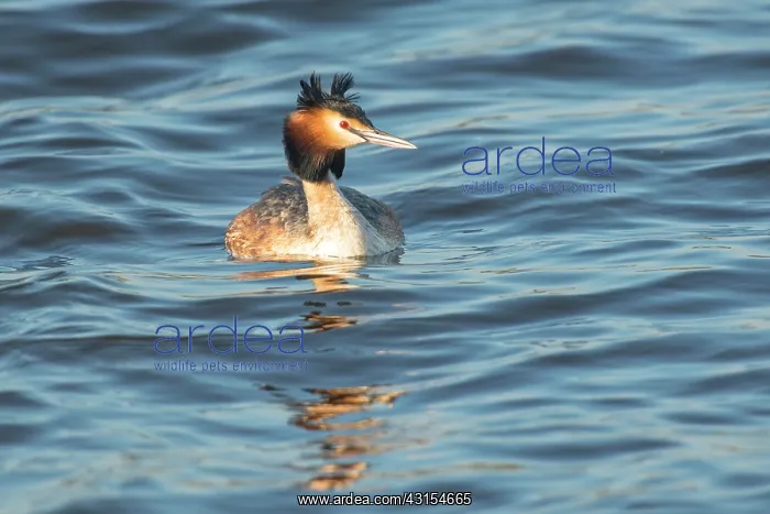 : Great Crested Grebe : Great Crested Grebe