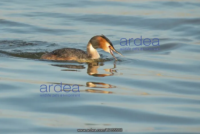 : Great Crested Grebe : Great Crested Grebe