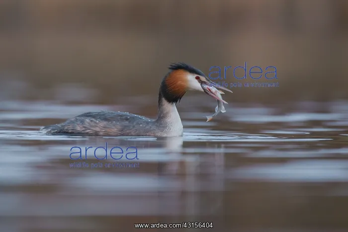 : Great Crested Grebe : Great Crested Grebe
