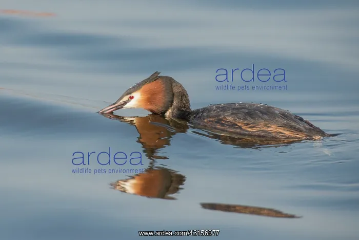 : Great Crested Grebe : Great Crested Grebe