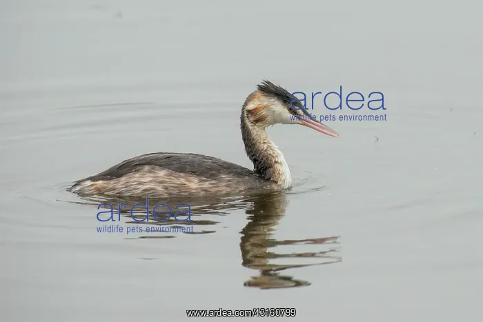 : Great Crested Grebe : Great Crested Grebe
