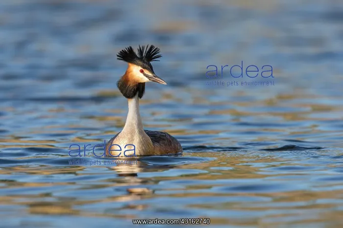 : Great Crested Grebe : Great Crested Grebe