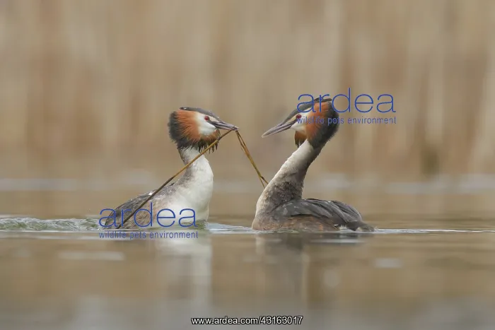: Great Crested Grebe : Great Crested Grebe