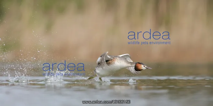 : Great Crested Grebe : Great Crested Grebe