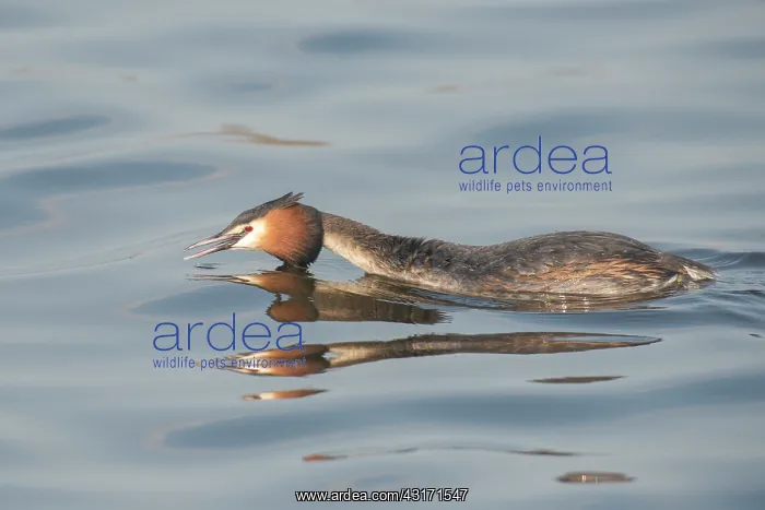 : Great Crested Grebe : Great Crested Grebe