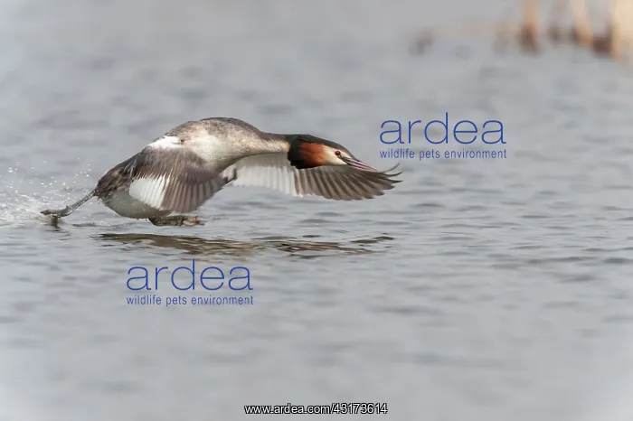 : Great Crested Grebe : Great Crested Grebe
