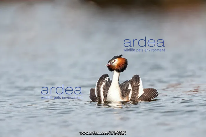 : Great Crested Grebe : Great Crested Grebe