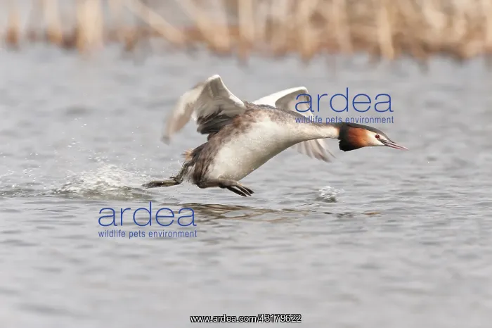 : Great Crested Grebe : Great Crested Grebe
