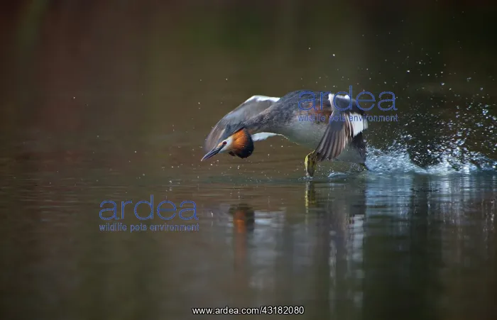 : Great Crested Grebe : Great Crested Grebe