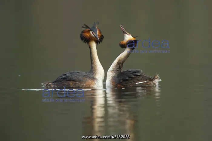 : Great Crested Grebe : Great Crested Grebe