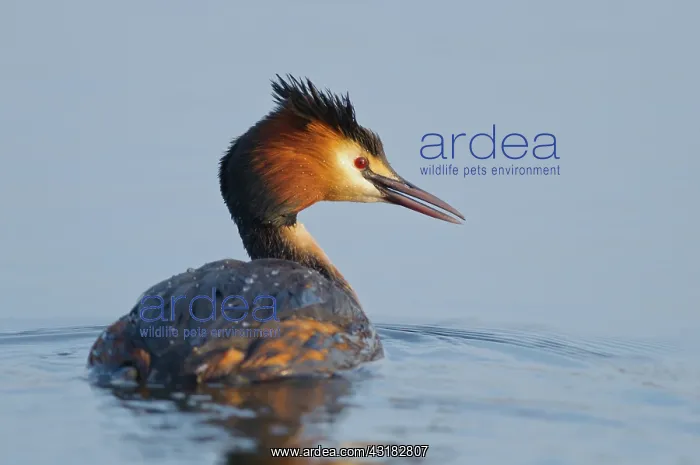 : Great Crested Grebe : Great Crested Grebe