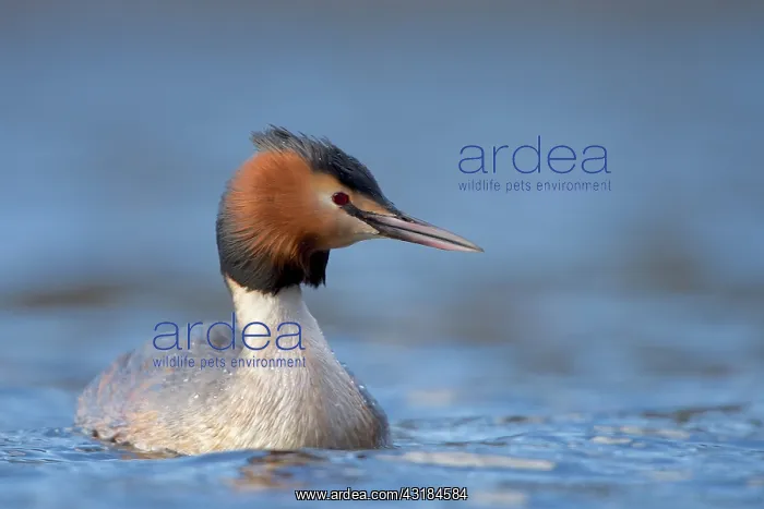 : Great Crested Grebe : Great Crested Grebe