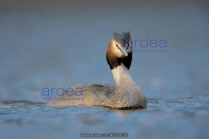 : Great Crested Grebe : Great Crested Grebe