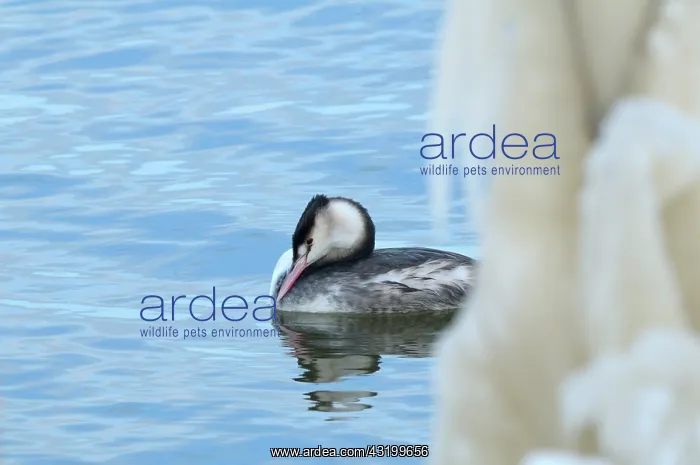 : Great Crested Grebe : Great Crested Grebe