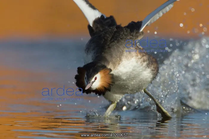 : Great Crested Grebe : Great Crested Grebe