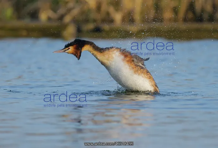 : Great Crested Grebe : Great Crested Grebe