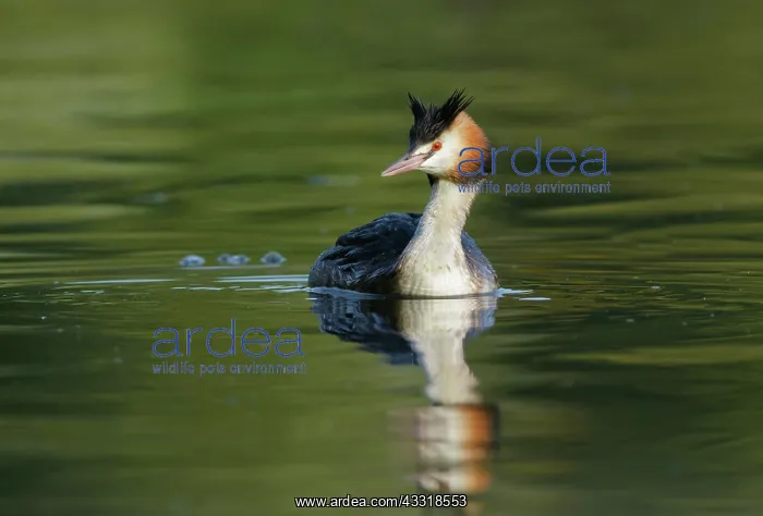 : Great Crested Grebe : Great Crested Grebe