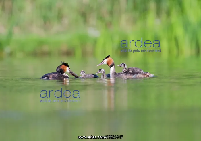 : Great Crested Grebe : Great Crested Grebe