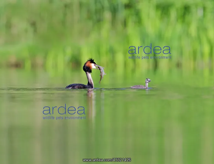: Great Crested Grebe : Great Crested Grebe