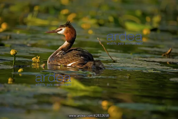 : Great Crested Grebe - adult carrying young on back : Great Crested Grebe - adult carrying young on back