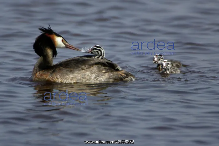 : Great Crested Grebe - Adult feeding chick with : Great Crested Grebe - Adult feeding chick with