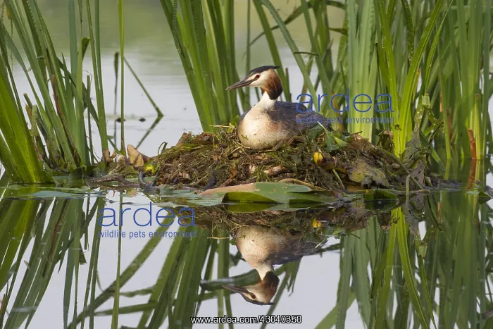  : Great Crested Grebe - adult on nest - Germany