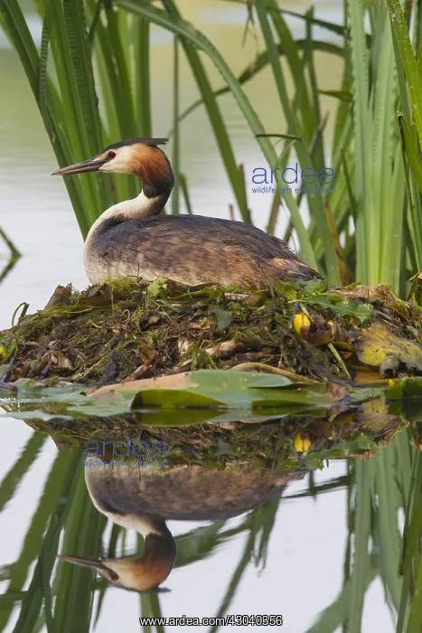  : Great Crested Grebe - adult on nest - Germany