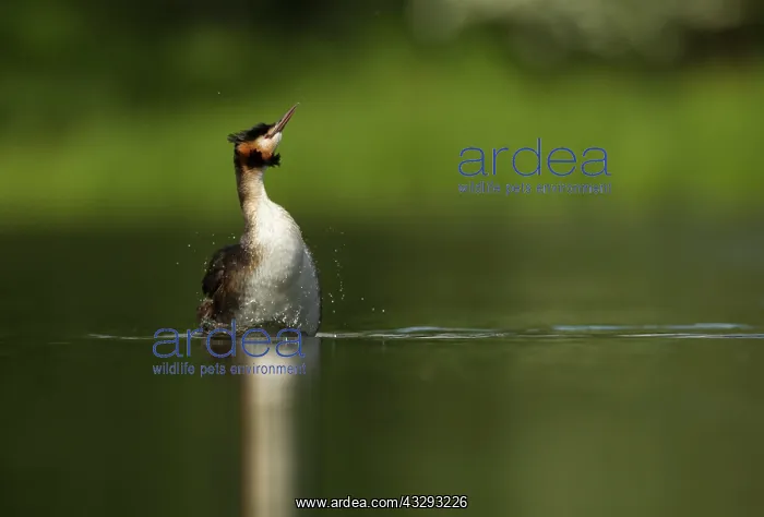 : Great Crested Grebe - adult raised out of water : Great Crested Grebe - adult raised out of water