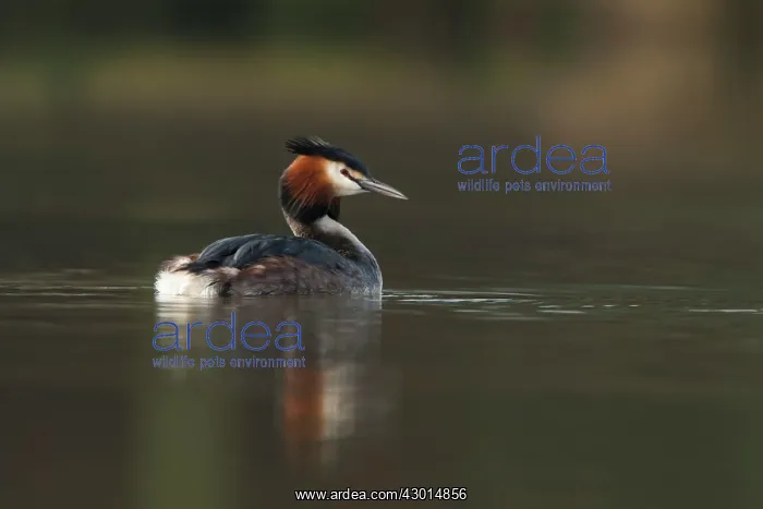 : Great Crested Grebe adult with reflections : Great Crested Grebe adult with reflections