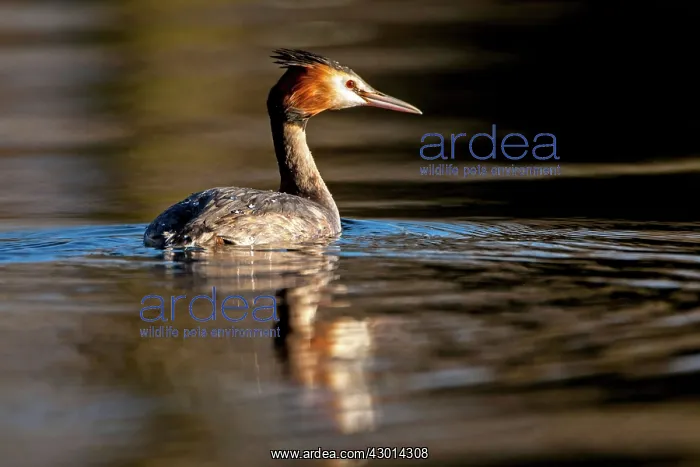 : Great Crested Grebe adult spring : Great Crested Grebe adult spring