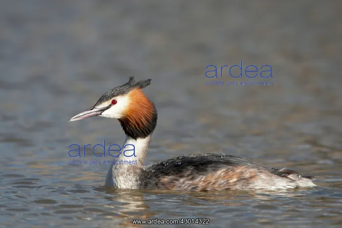 : Great Crested Grebe adult spring : Great Crested Grebe adult spring