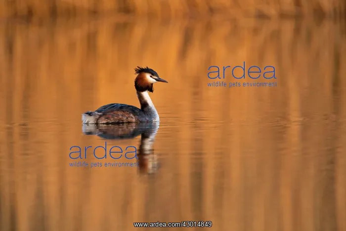 : Great Crested Grebe adult on water with reflections : Great Crested Grebe adult on water with reflections
