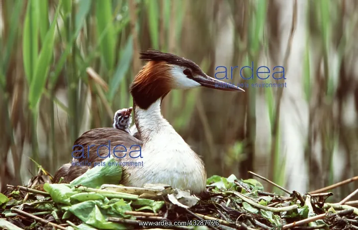  : GREAT CRESTED GREBE - adult & young in nest