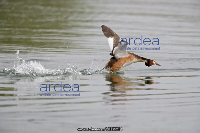 : Great Crested Grebe - aggressively running over : Great Crested Grebe - aggressively running over