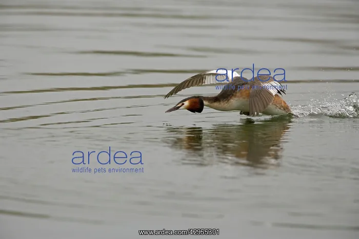 : Great Crested Grebe - aggressively running over : Great Crested Grebe - aggressively running over
