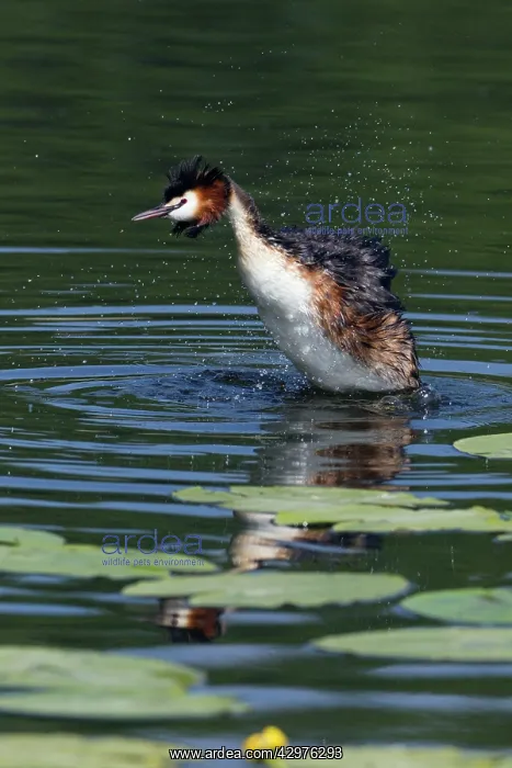 : Great Crested Grebe - bird bathing and ruffling feathers : Great Crested Grebe - bird bathing and ruffling feathers