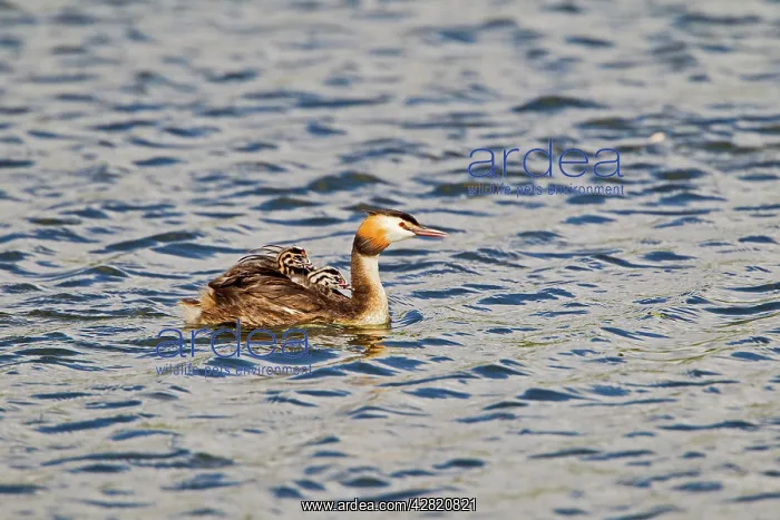 : Great Crested Grebe - carrying young : Great Crested Grebe - carrying young