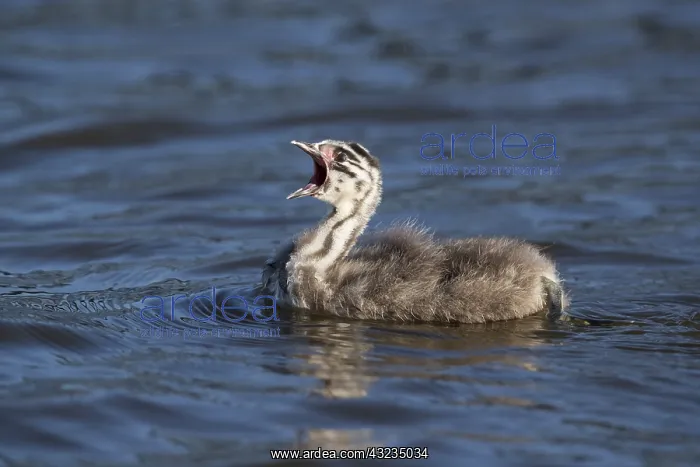 : Great Crested Grebe - Chick - Norfolk - UK : Great Crested Grebe - Chick - Norfolk - UK